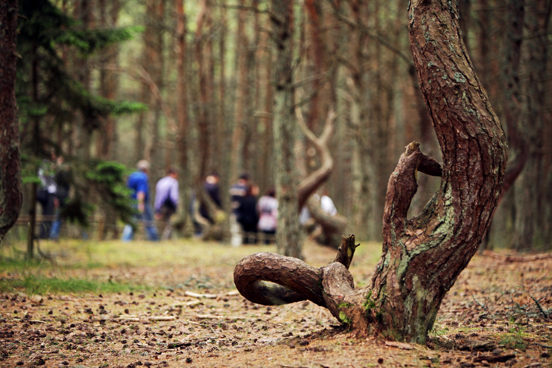 Танцующий лес можно посещать малыми группами