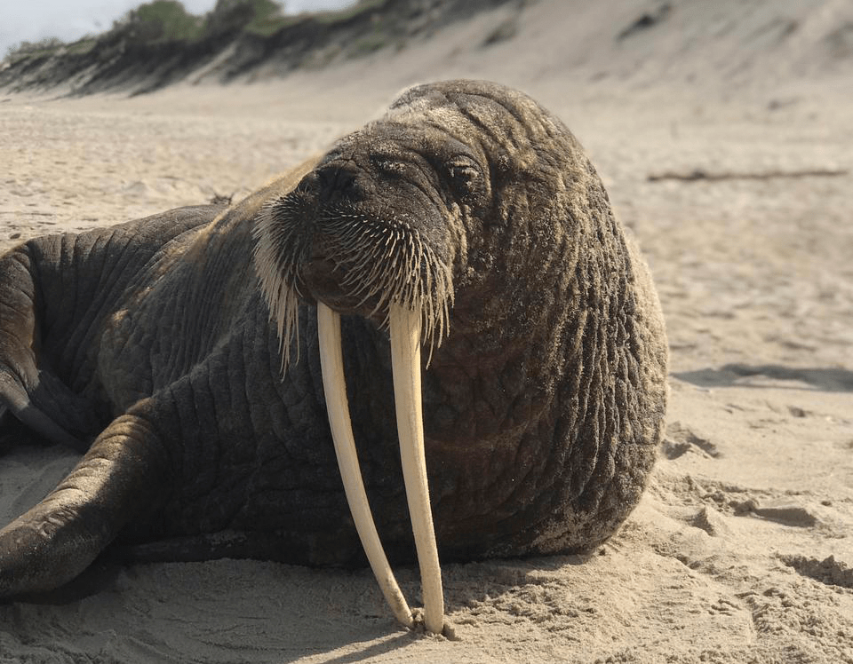Ластоногий путешественник – на Куршской косе обнаружен морж