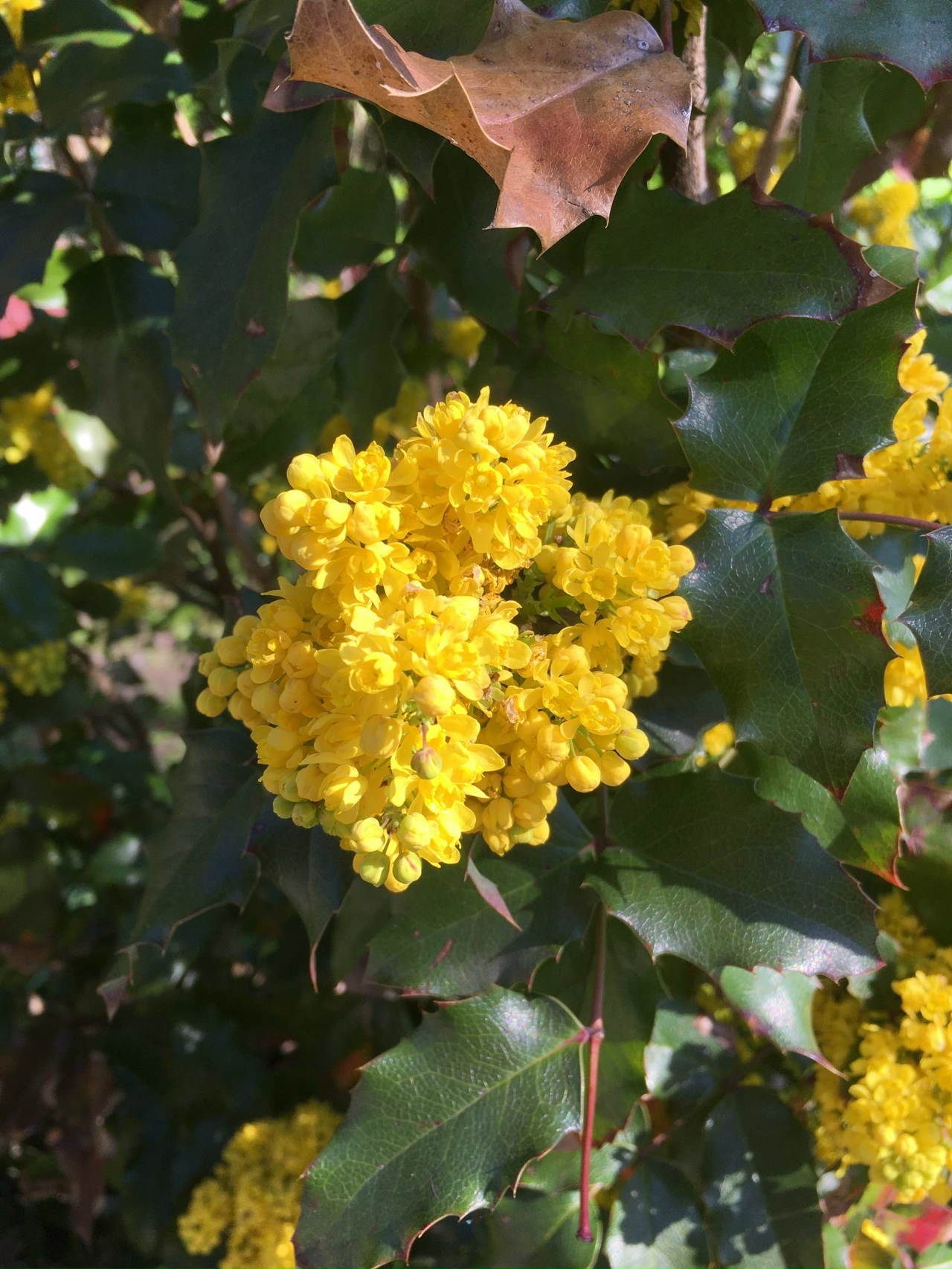 Зелёное сердце города (ботанический маршрут)