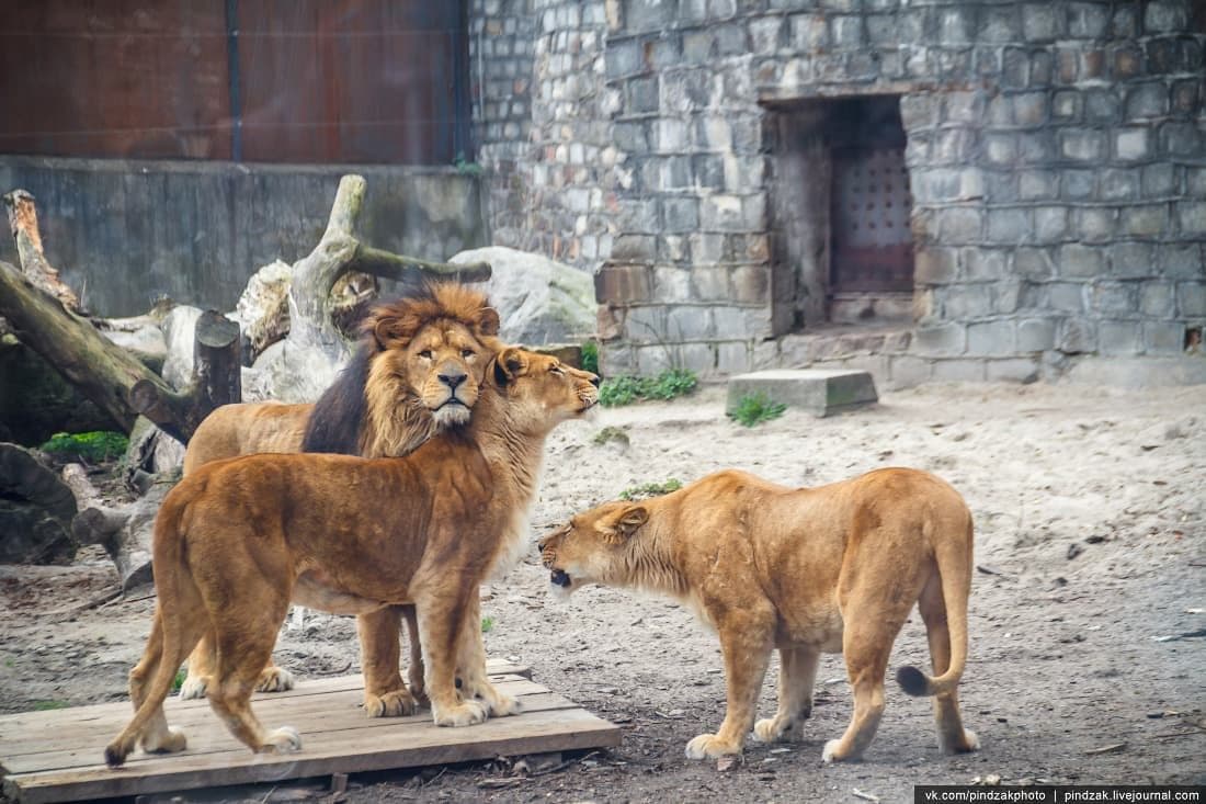 Kaliningrad Zoo (photo 4)