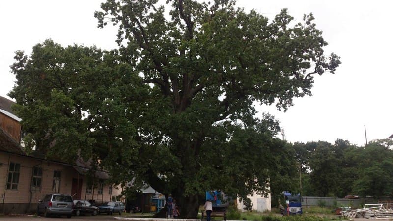 The oldest oak in the Kaliningrad region