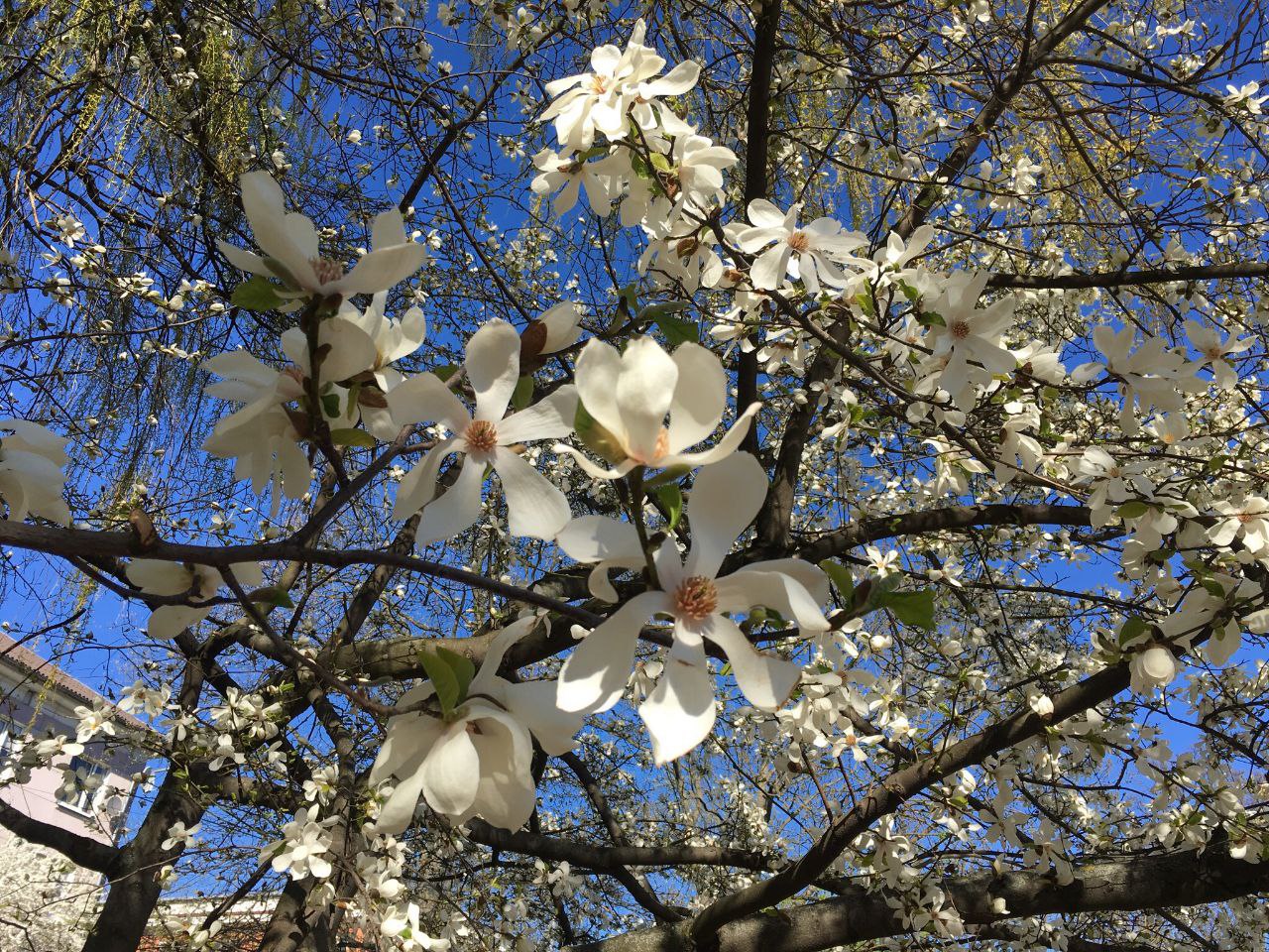 Туристический путеводитель: «Зелёное сердце города» Ботанический маршрут по Калининграду