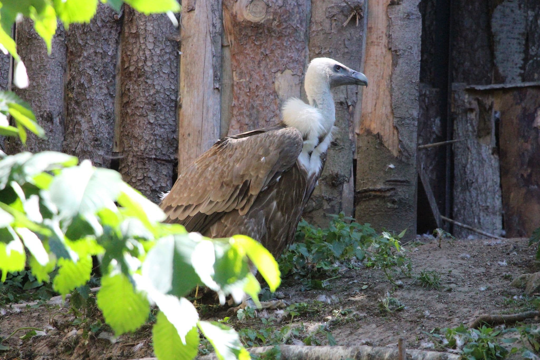 В калининградском зоопарке родился сип
