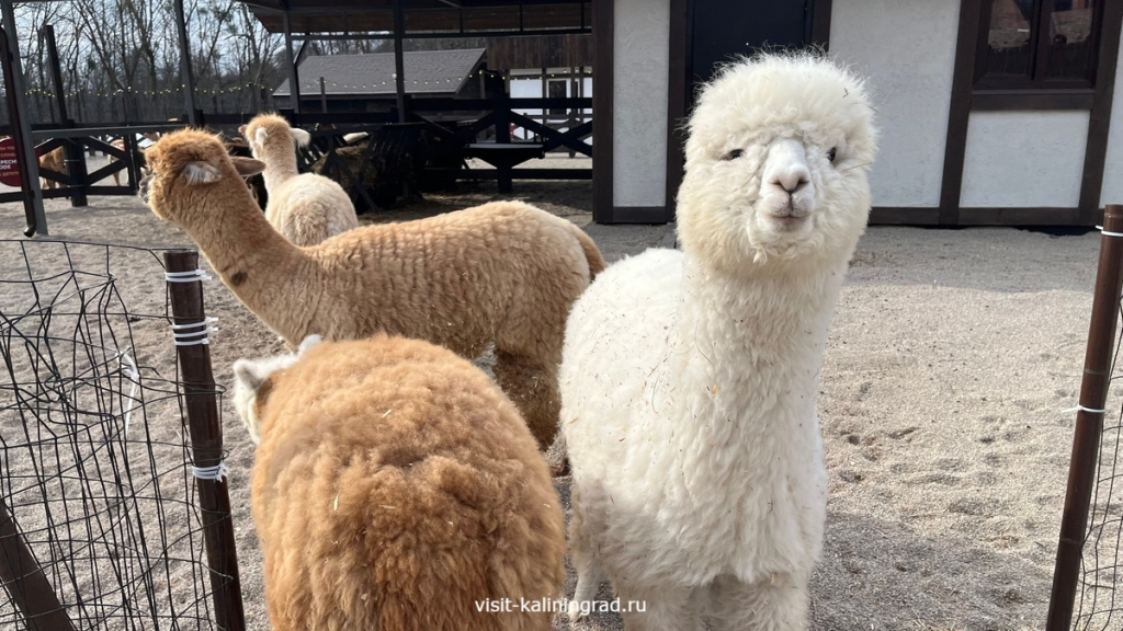 Парк альпак Тиргартен в Калининграде.visit-kaliningrad.ru Парк альпак Тиргартен в Калининграде.visit-kaliningrad.ru