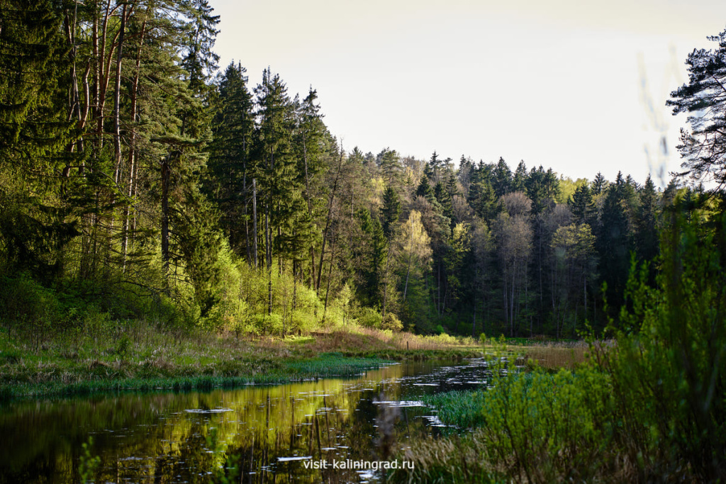 Краснолесье. Исток реки Синей.visit-kaliningrad.ru
