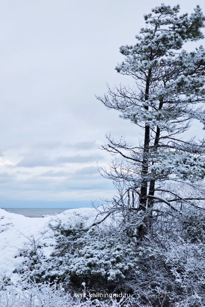 Куршская коса зимой.visit-kaliningrad.ru Куршская коса зимой