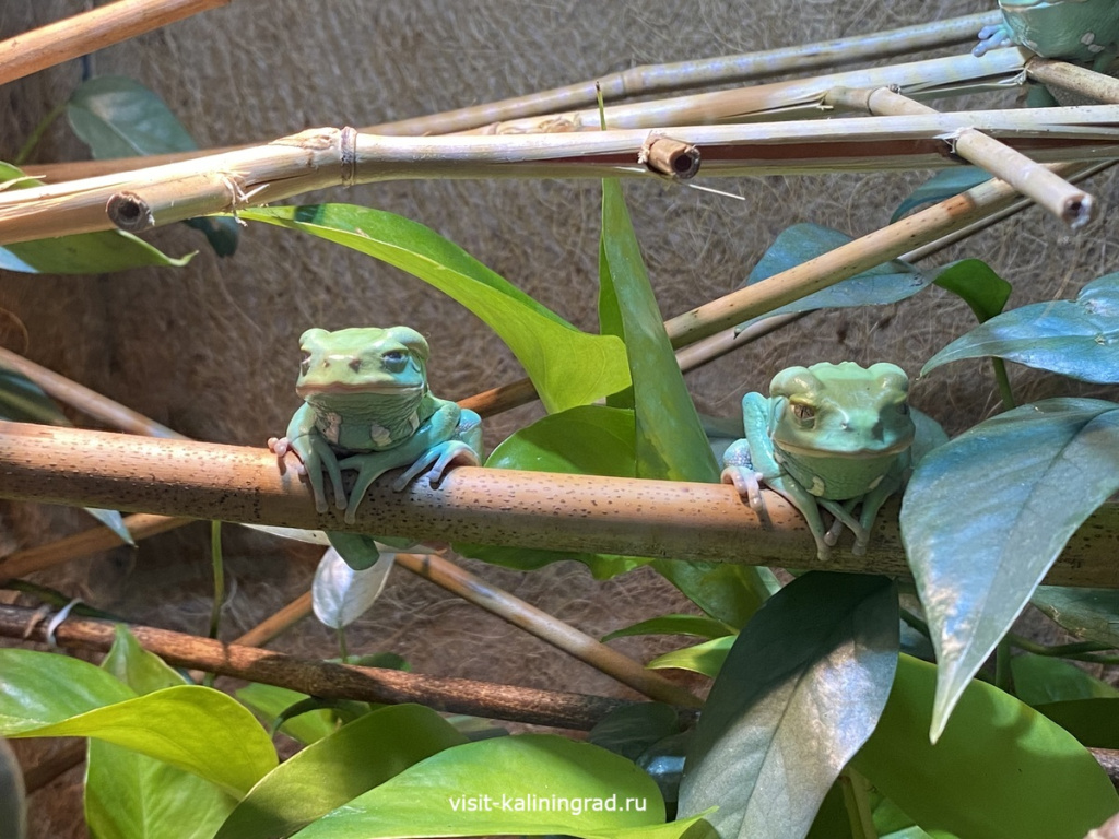 Калининградский зоопарк.visit-kaliningrad.ru