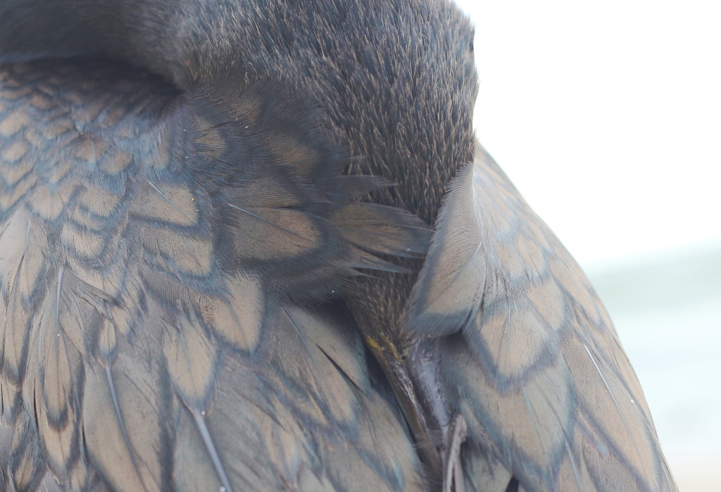 Выставка в КОНБ 17_Меня_нет.jpg