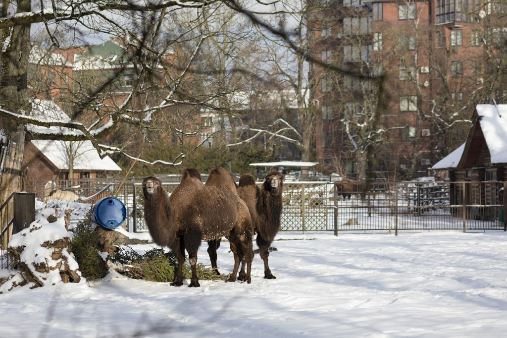 Зима в зоопарке (2).jpg