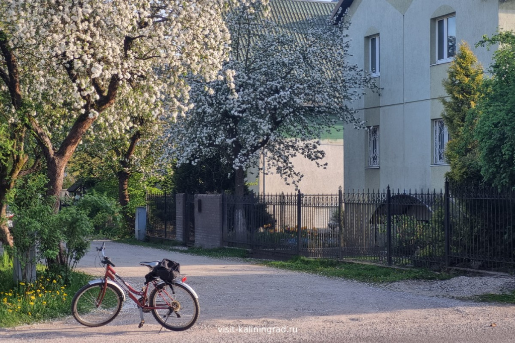 Велосипедные прогулки по городу.visit-kaliningrad.ru