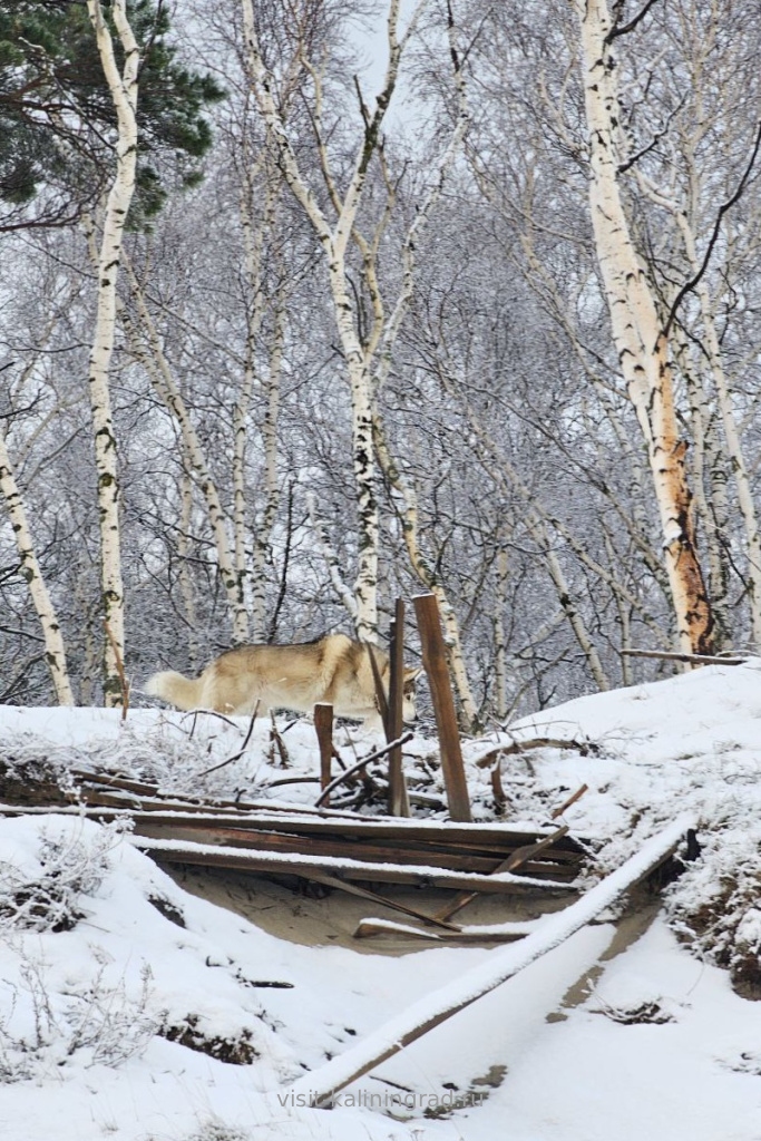 Куршская коса зимой.visit-kaliningrad.ru Куршская коса зимой