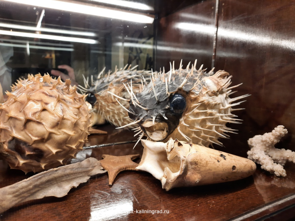 Музей Дом китобоя в Калининграде.visit-kaliningrad.ru Музей Дом китобоя в Калининграде.visit-kaliningrad.ru