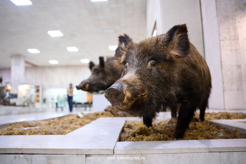 Историко-художественный музей в Калининграде.visit-kaliningrad.ru Историко-художественный музей в Калининграде.visit-kaliningrad.ru