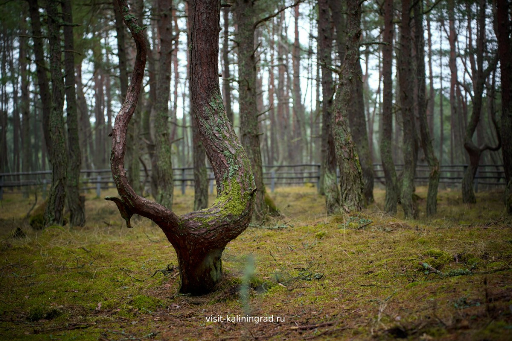 Танцующий лес на Куршской косе.visit-kaliningrad.ru