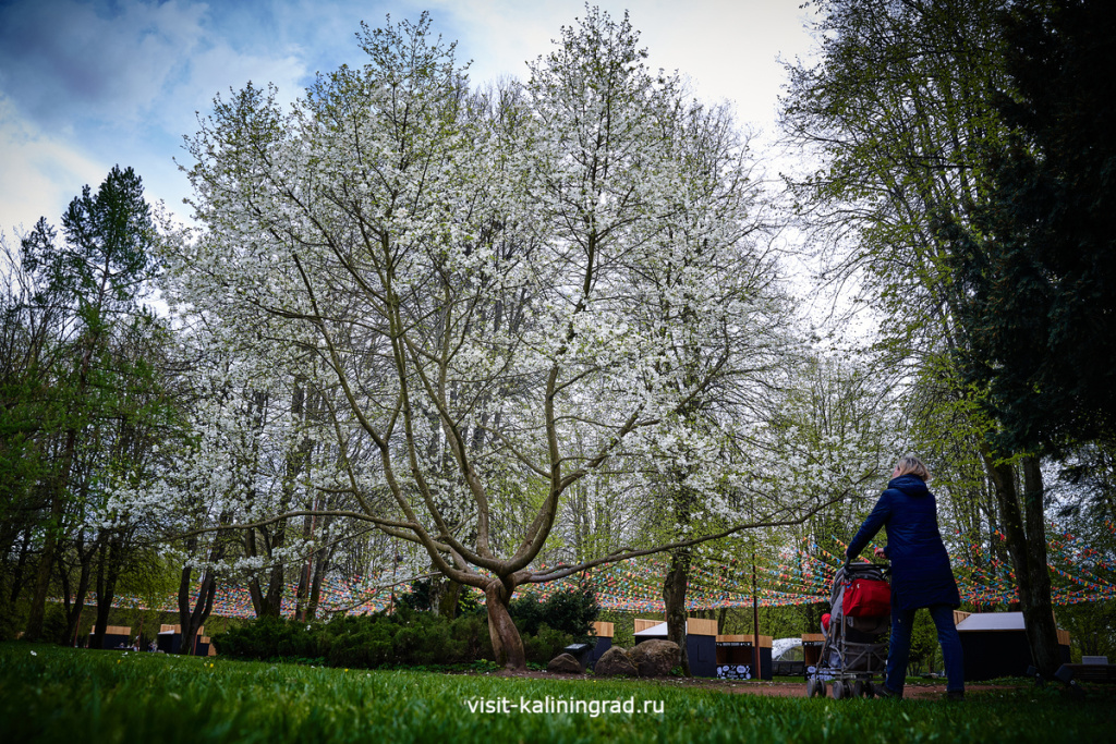 Остров Канта в Калининграде весной.visit-kaliningrad.ru Остров Канта в Калининграде весной