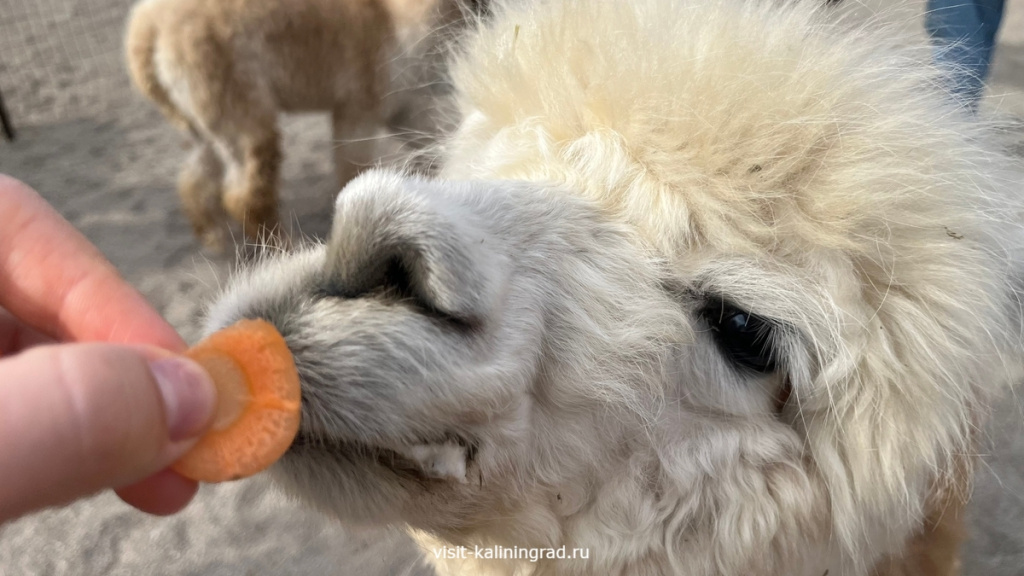 Парк альпак Тиргартен в Калининграде.visit-kaliningrad.ru Парк альпак Тиргартен в Калининграде.visit-kaliningrad.ru