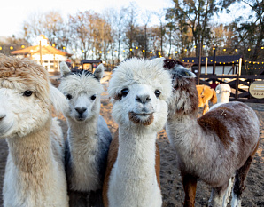 Парк Альпак «Тиргартен»