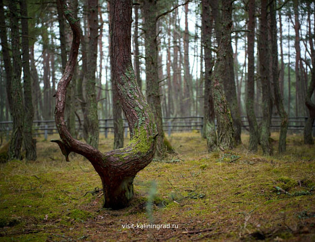 Куршская коса: Танцующий лес и Высота Эфа