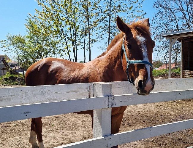 Замок Бранденбург
