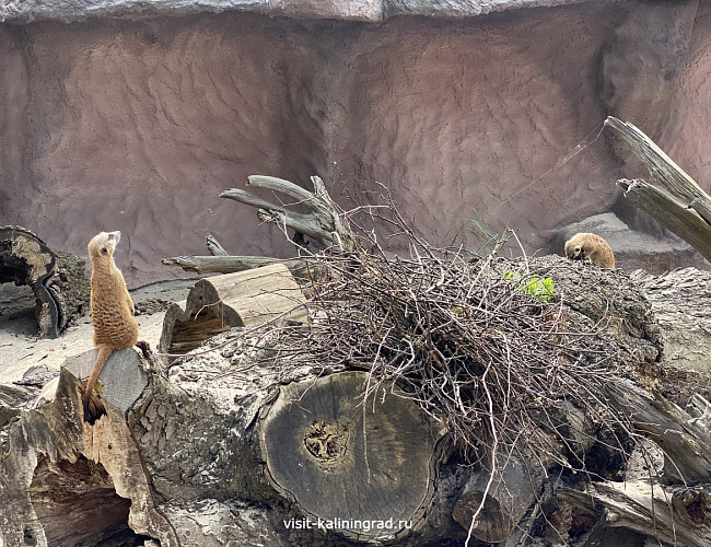 Калининградский зоопарк
