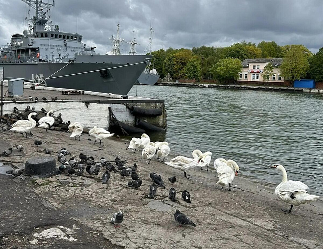 Балтийск и Балтийская Коса