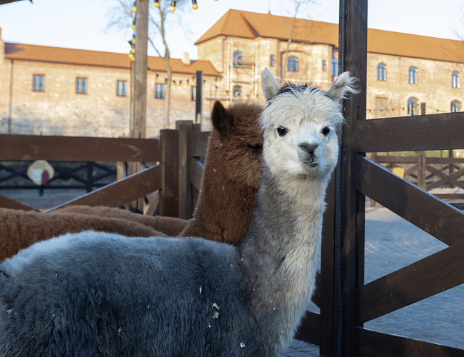 Парк Альпак «Тиргартен»