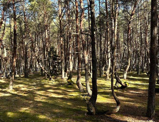 Живая легенда Балтики: загадки и чудеса –  Куршская коса