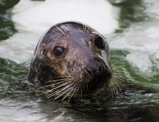 День тюленя в Калининградском зоопарке 