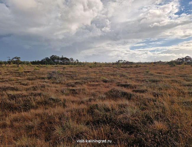Большое моховое болото