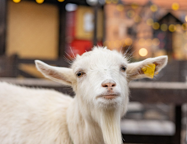 Парк Альпак «Тиргартен»