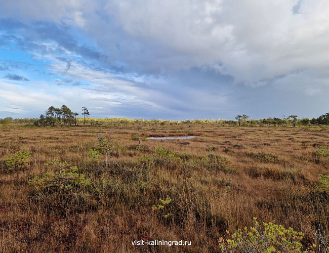 Большое моховое болото