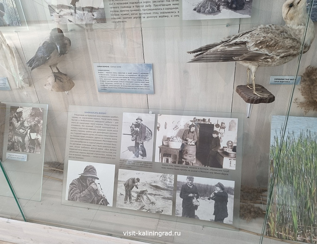 Музейный комплекс Куршской косы. Визит-центр