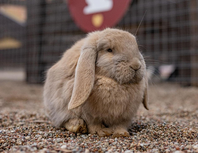 Парк Альпак «Тиргартен»