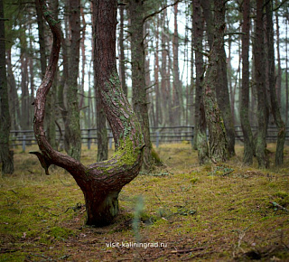 Куршская коса: Танцующий лес и Высота Эфа