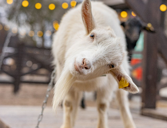 Парк Альпак «Тиргартен»