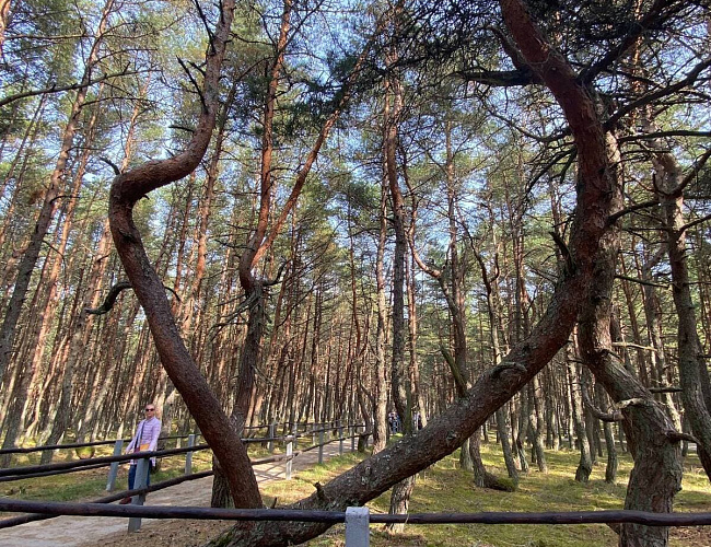 Куршская коса и Зеленоградск