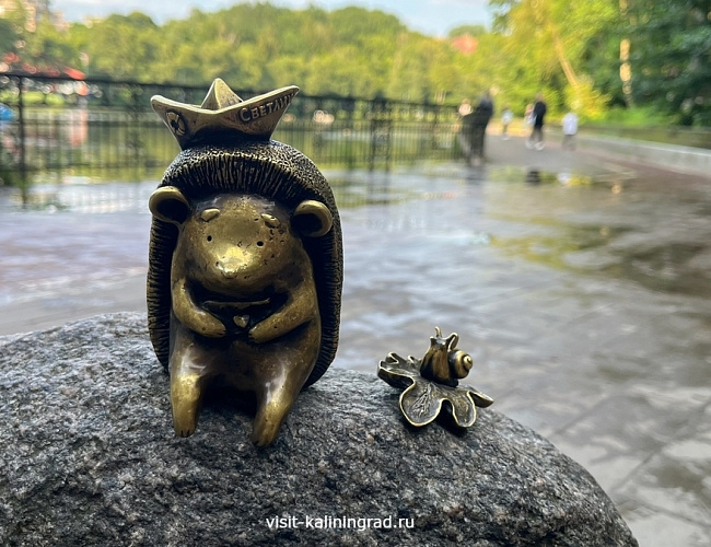 Светлоёжики в Светлогорске