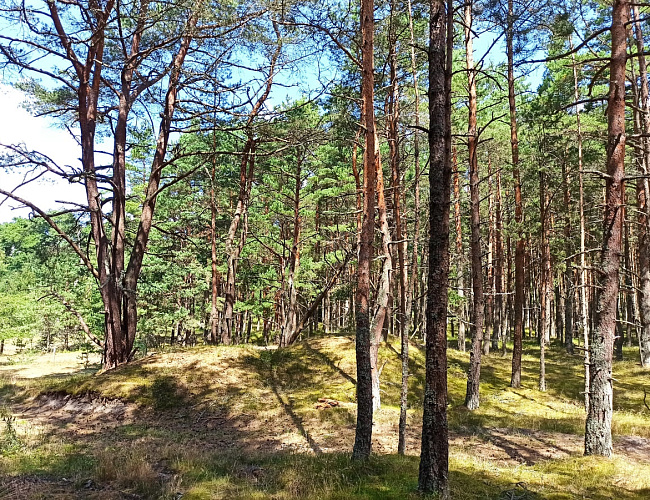 В царство моря и дюн: Куршская коса