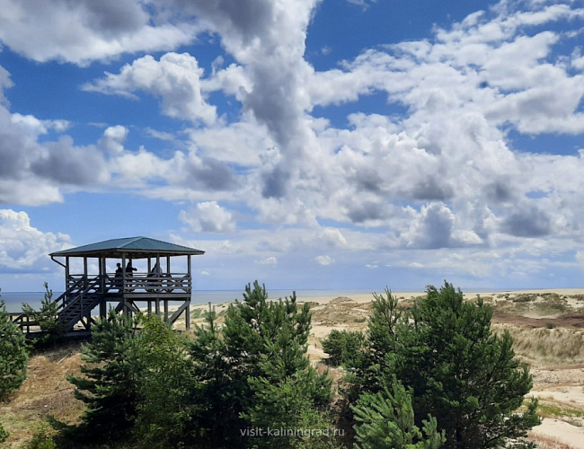 Долгая дорога в дюны: Куршская коса 