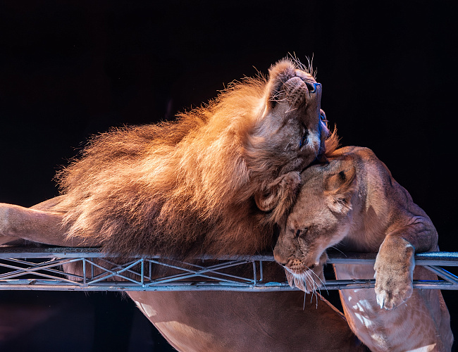 Цирк «Виват». Королевство львов