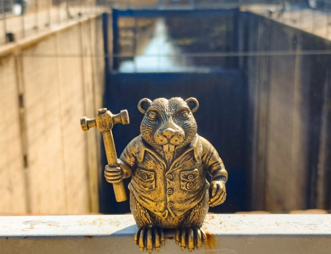 Бобры на Мазурском канале