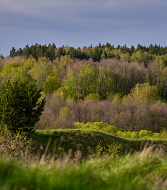 Едем в Краснолесье