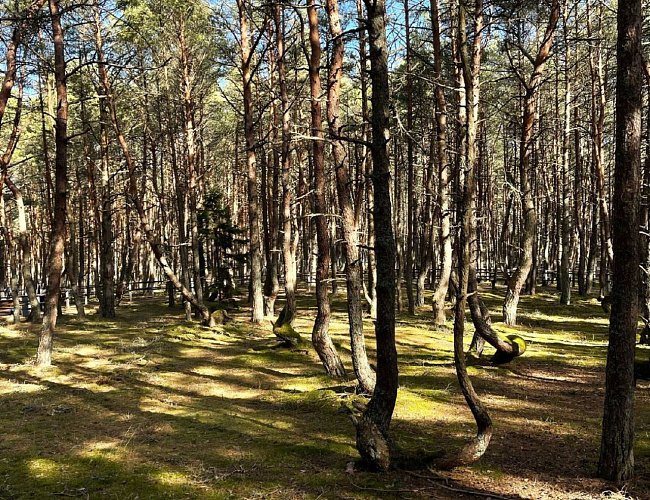 Куршская коса, замок «Нессельбек» и Зеленоградск - путешествие между эпохами