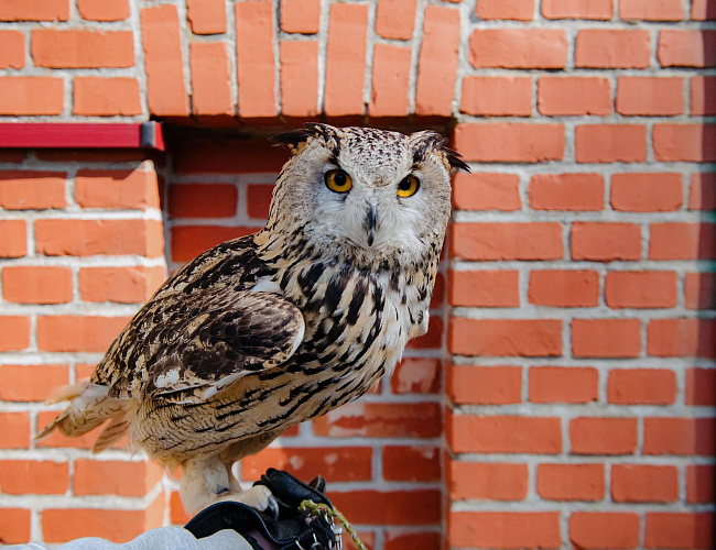 Музей филинов и сов "ФилоСовия"