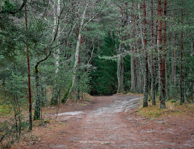 Куршская коса, г. Зеленоградск и сыроварня «ШаакенДорф» с дегустацией