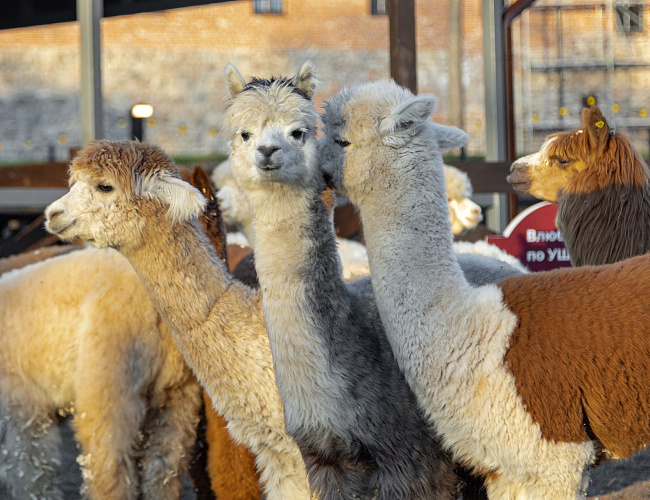Парк Альпак «Тиргартен»