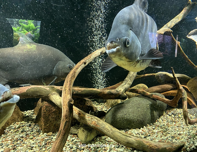 Калининградский зоопарк