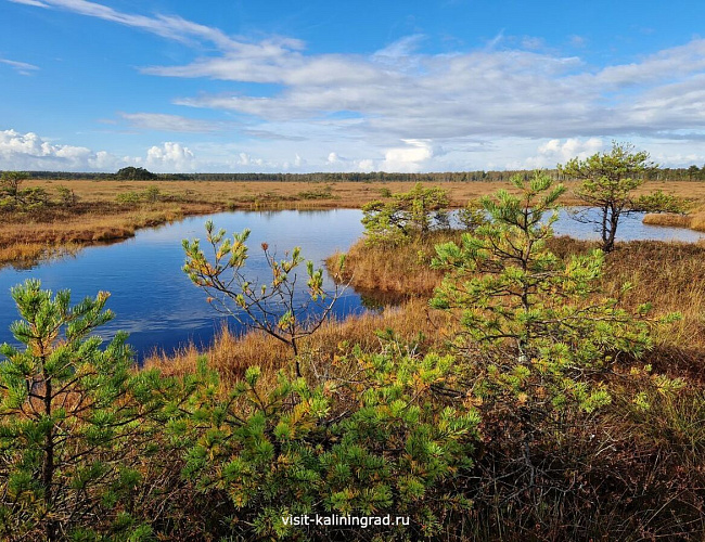 Большое моховое болото