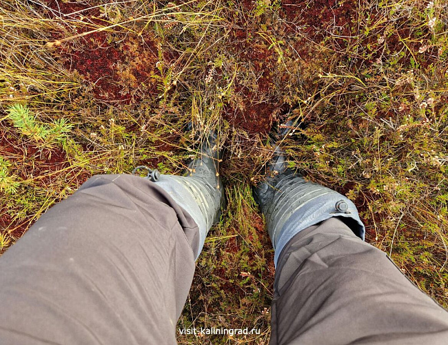 Большое моховое болото