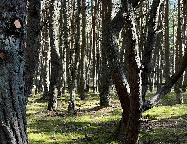 Куршская коса, Зеленоградск, там, где чайки спорят с кошками